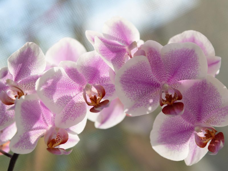 violet-orchid-flower-beautiful-orchid-flower-purple-color-floral-macro-photography-flora-nature-closeup-blurred-backdrop
