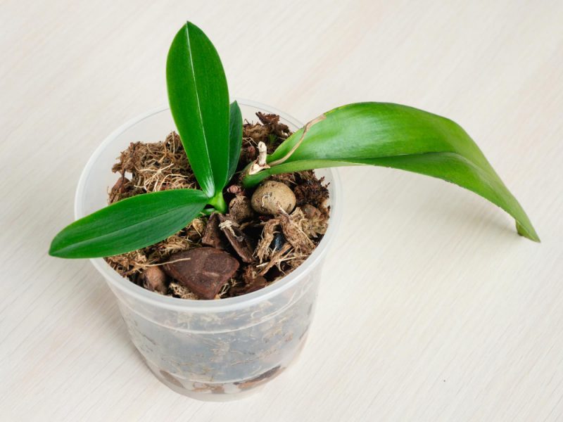 Selective Focus Young Orchid Sprout Pot Small Young Phalaenopsis Orchid Pot Home Gardening Orchid Breeding Top View