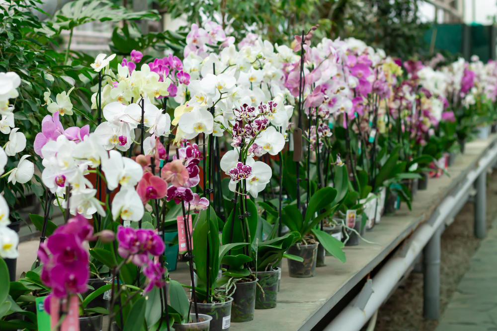 Potted Orchids Counter Store Phalaenopsis Flowers Different Colors