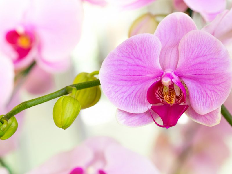 Purple Phalaenopsis Orchid Flower