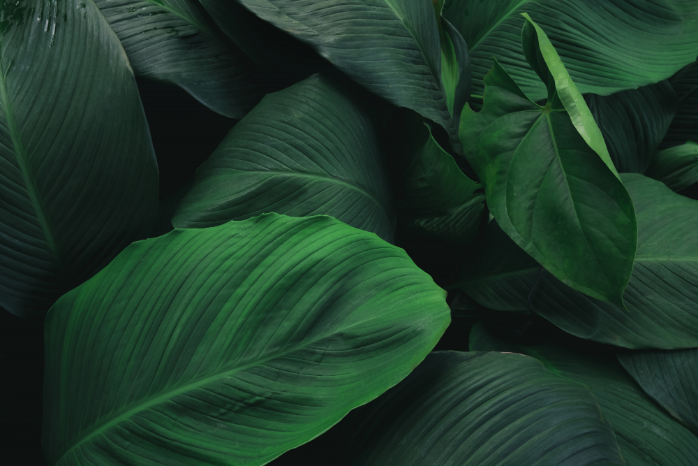 Large Foliage Tropical Leaf With Dark Green Texture Abstract Nature Background