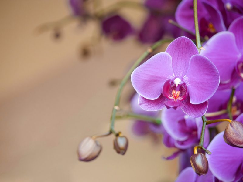 Phalaenopsis Orchid Flower
