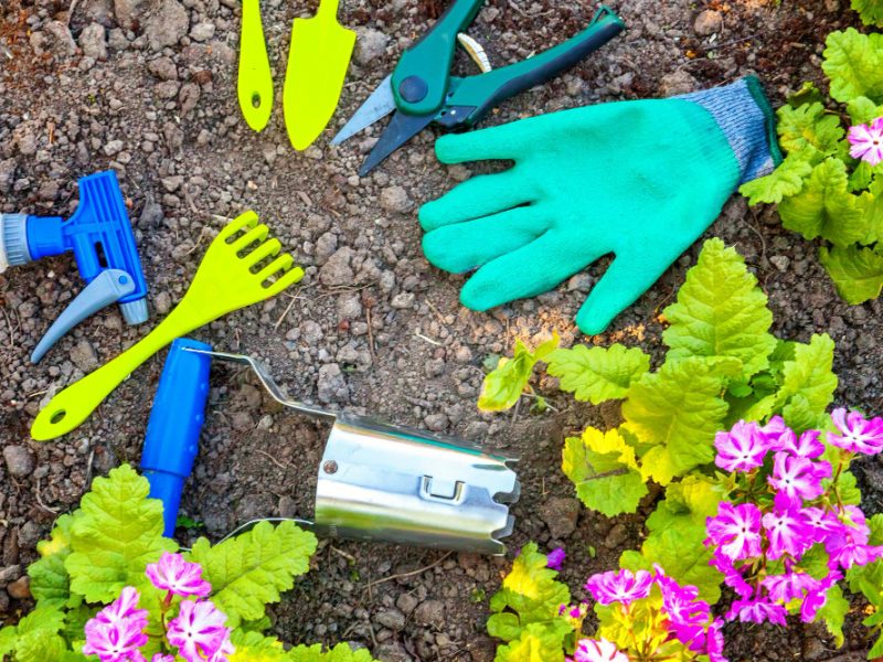Gardening Tools Shovel Spade Pruner Rake Glove Primrose Flowers Soil Background Spring Summer