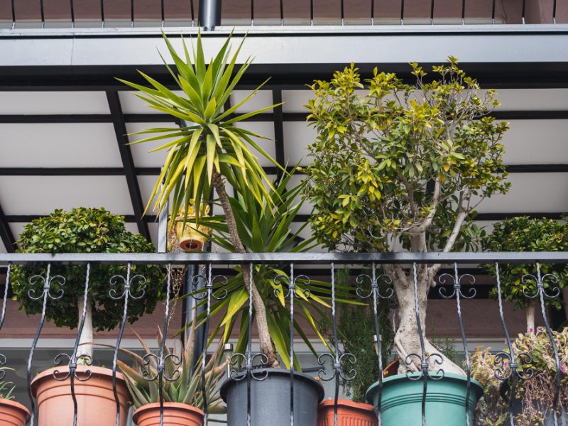 rows-different-plants-pots-balcony
