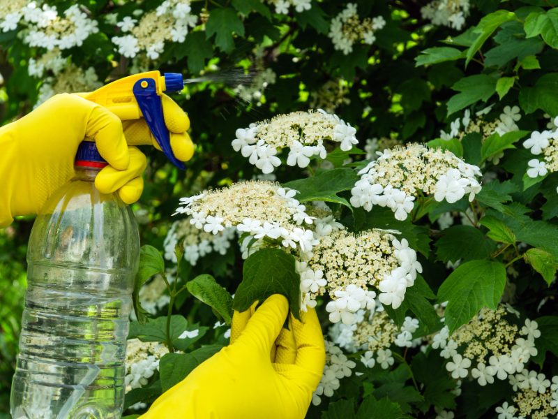 Treatment Viburnum Bushes With Fungicide From Pests During Flowering Spraying Plants With Sprayer Garden Care