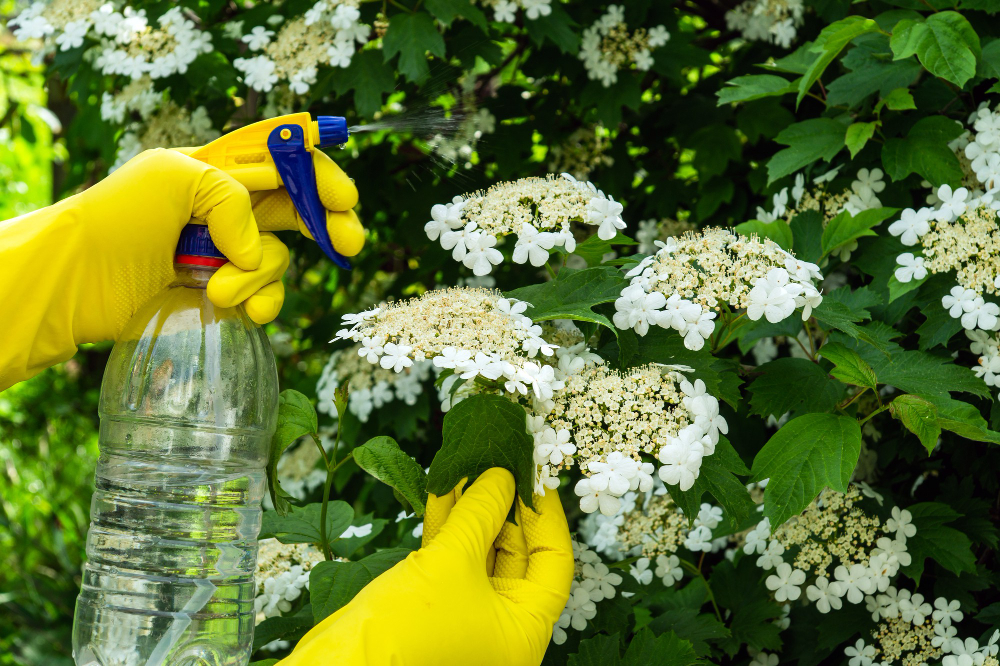 treatment-viburnum-bushes-with-fungicide-from-pests-during-flowering-spraying-plants-with-sprayer-garden-care