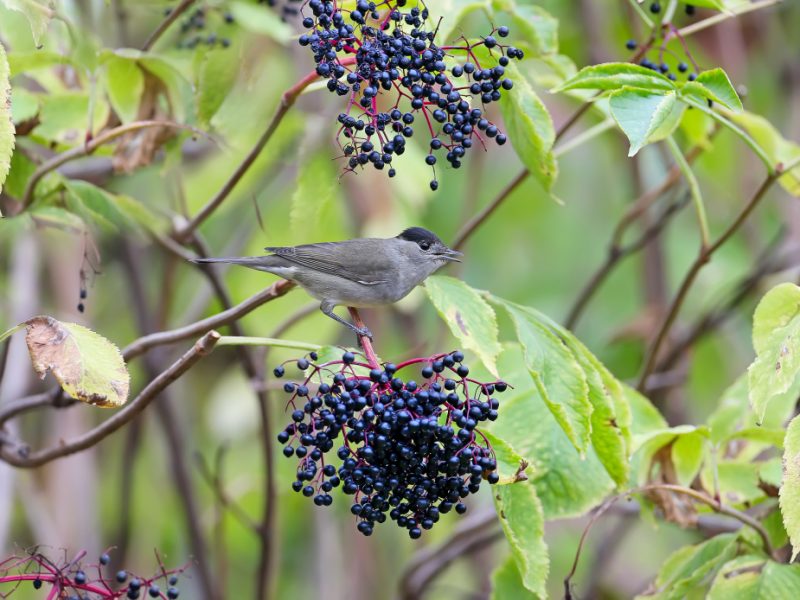 Male Eurasian Blackcap Sylvia Atricapilla Is Close Up Identifiable Bird Feeds Black Elderberry Bushes Holds Berry Its Beak