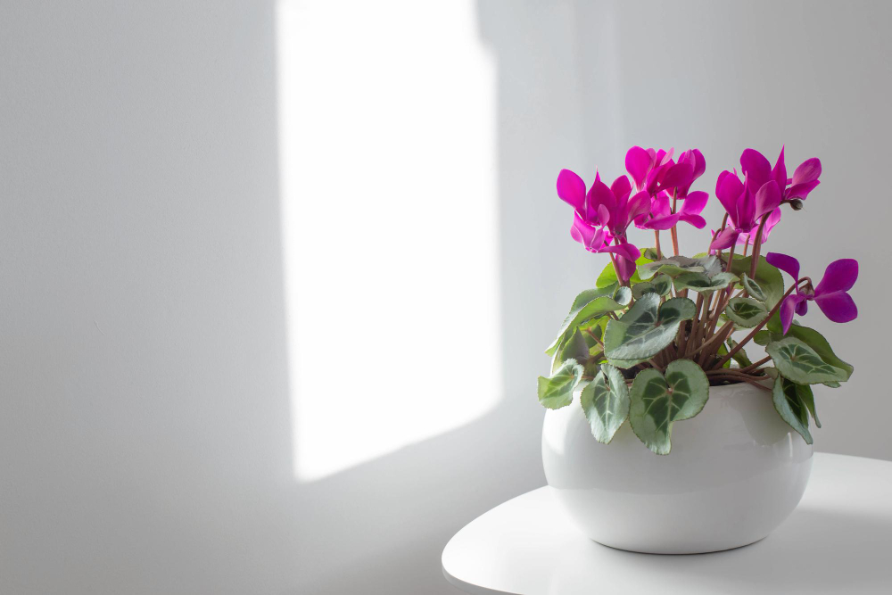 cyclamen-flowerpot-background-white-wall
