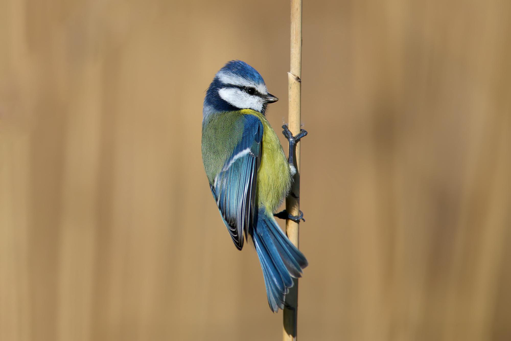 close-up-eurasian-blue-tit-cyanistes-caeruleus-sitting-reed-branch-soft-morning-light-detailed-photo-winter-plumage