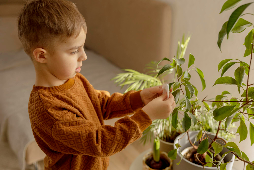 Adorable Cute Boy Caring Indoor Plants Home Little Helper Household Leisure Activity Child Wipes Dust From Leaves Home Gardening Concept Cozy Room Earth Colors Casual Clothing