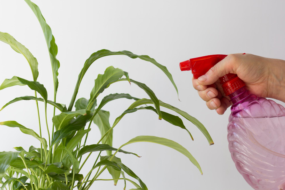 Woman Hand Spraying With Water Spathiphyllum Using Pulverizer