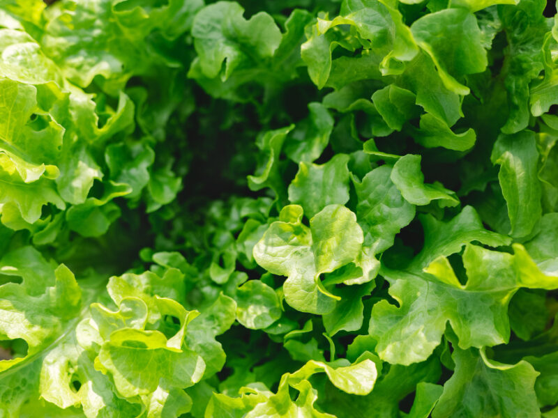 Lettuce Leaves Planting Farmers Garden Healthy Food Lettuce Growing Soil Fresh Green