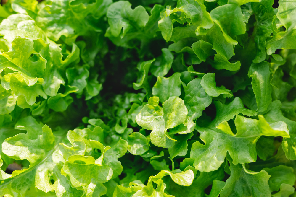 Lettuce Leaves Planting Farmers Garden Healthy Food Lettuce Growing Soil Fresh Green