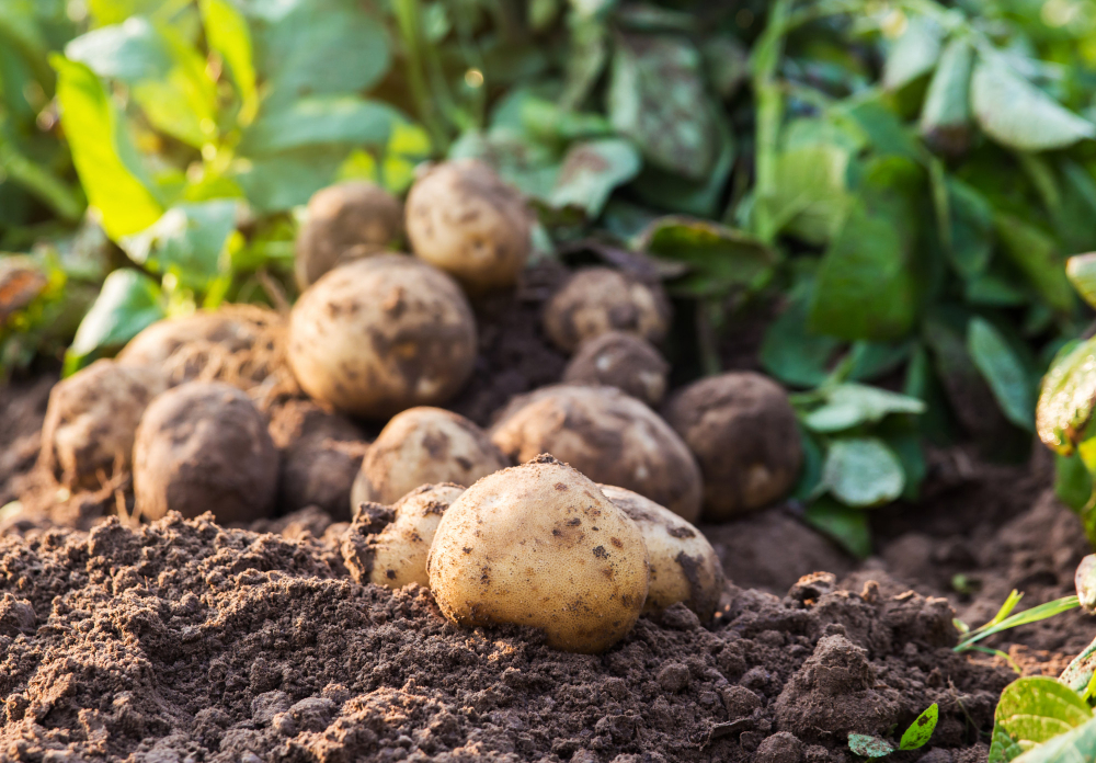 Potatoes Ground