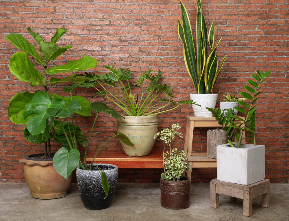 Various House Plants Beautiful Green Leaves Natural Air Purify Modern Room Brick Wall With Monstera Philodendron Xanadu Zamioculcas Zamifolia Snake Plant Fiddle Fig Famous Interior Tree