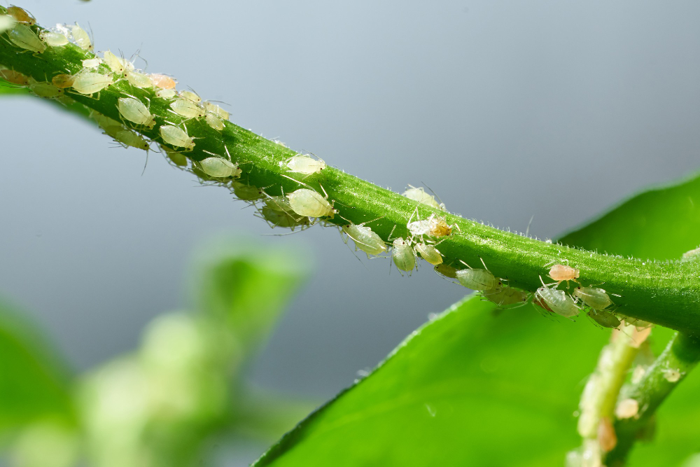 Insect Pests Aphid Shoots Fruits Plants Spider Mite Flowers Pepper Attacked By