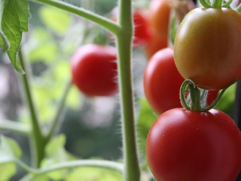 Tomatoes 3580523 1280