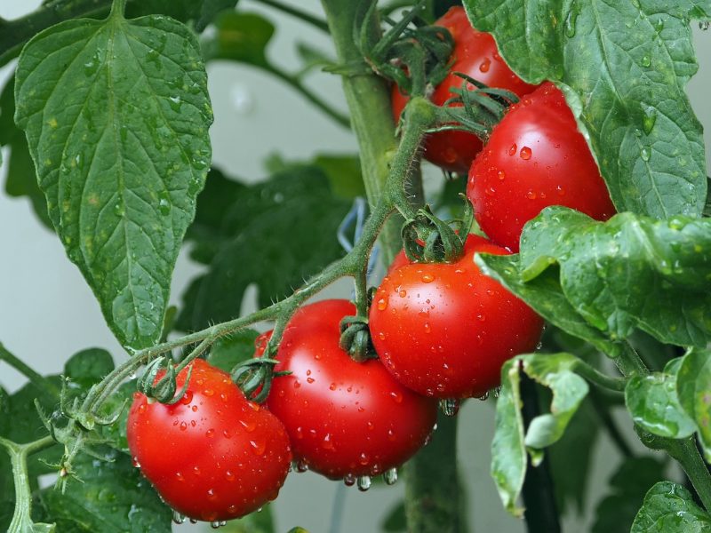 tomatoes-1561565_1280
