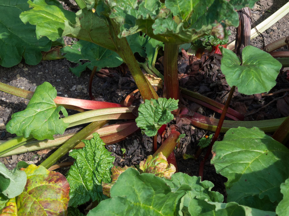 Rhubarb Plant Growing Garden Kent