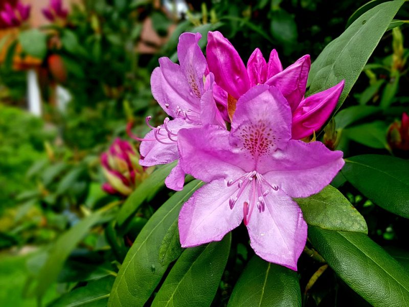 Rhododendron Flower 4214034 1280