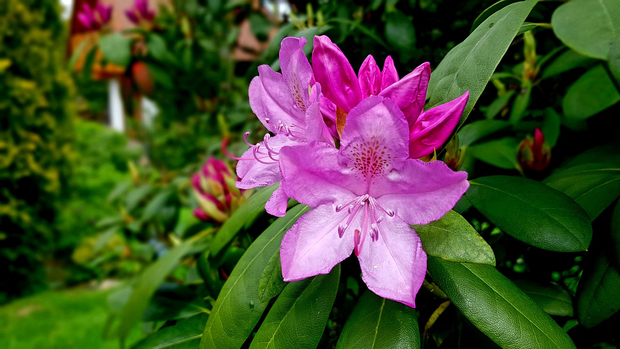 rhododendron-flower-4214034_1280