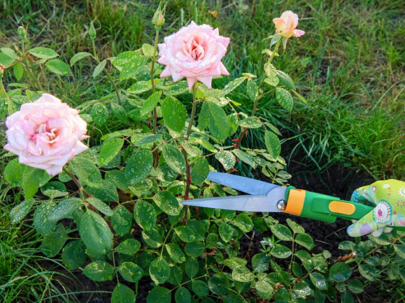 Woman Gloves Trims Rose Garden With Help Pruning Shears