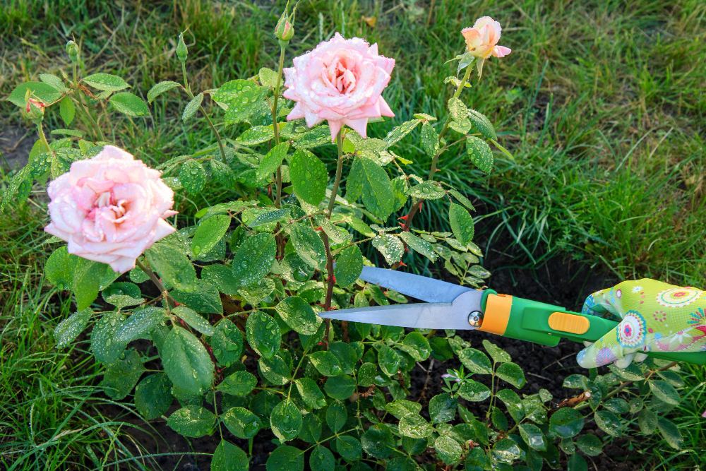 Woman Gloves Trims Rose Garden With Help Pruning Shears