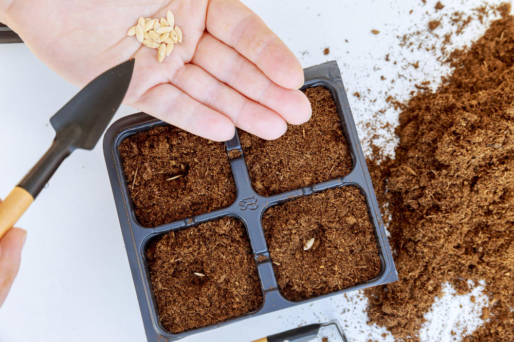 Farmers Are Sowing Seed Plants Into Ground Growing Seedling Transplant Planting Vegetables