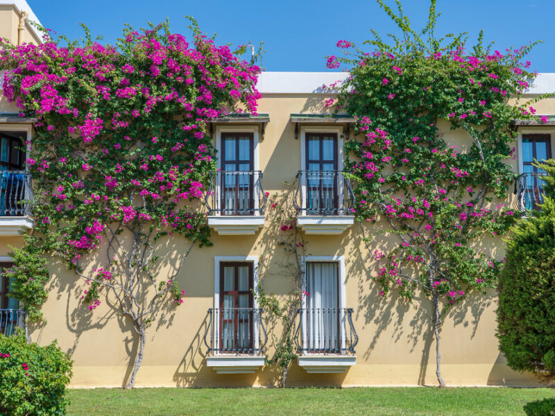 Windows With Balcony Building Facade With Cast Iron Ornaments Flower Tree Wall Bodrum Turkey