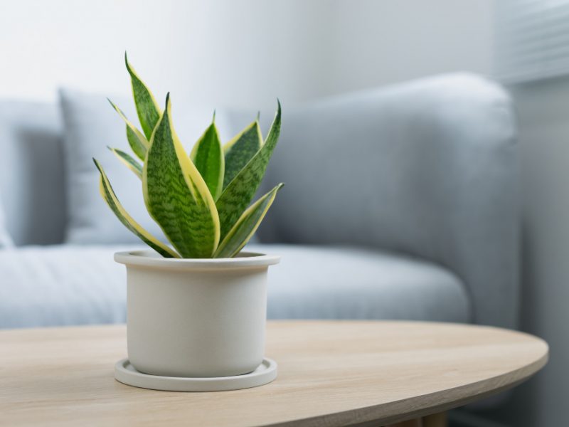 decorative-sansevieria-plant-wooden-table-living-room