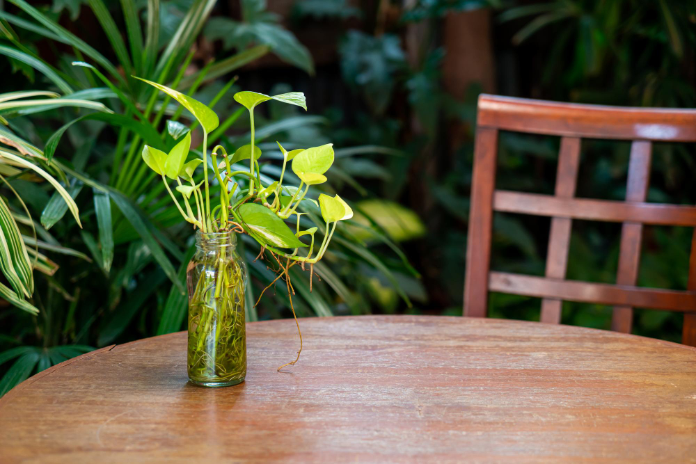 Tropical Epipremnum Aureum Plant Glass Bottle Decoration Wood Table