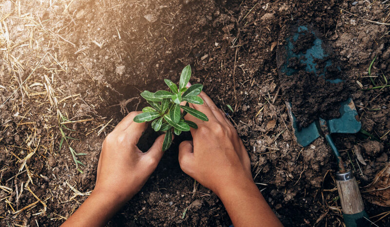Planting Tree Garden Concept Save World Green Earth