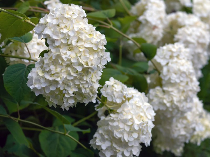 white-hortensia-flowers-hydrangea-arborescens-l-floweribg-garden
