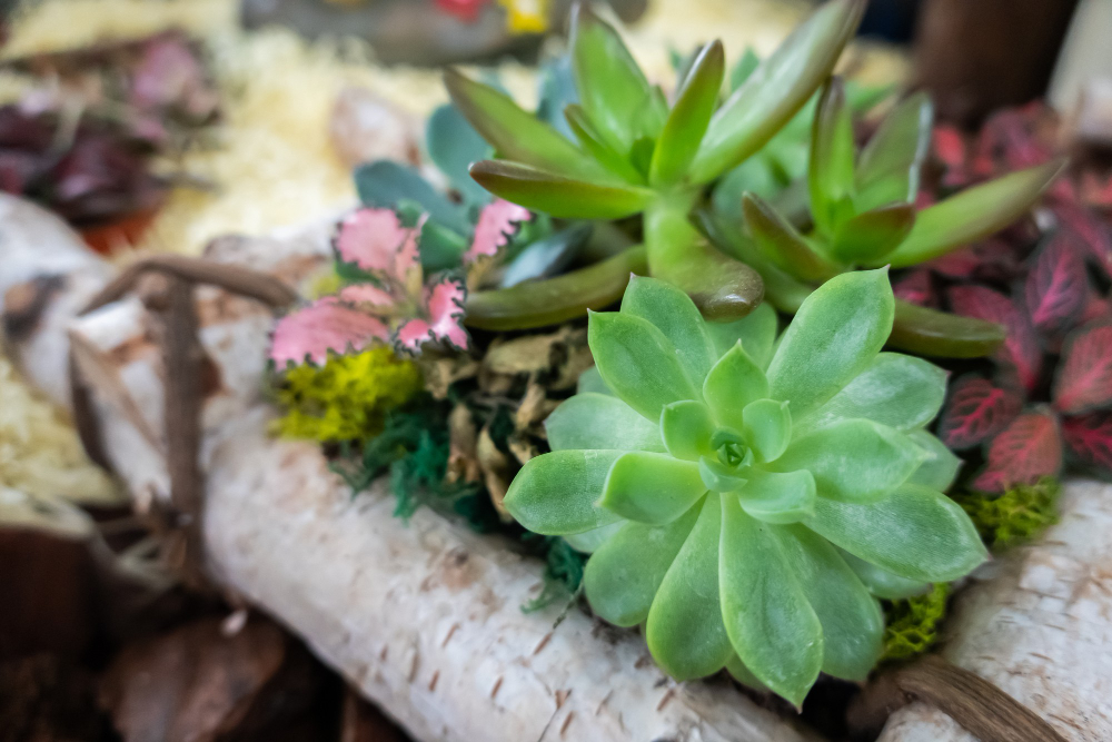 various-fresh-cactus-flower-pot