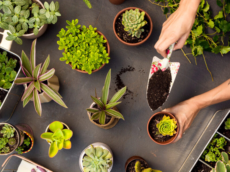 Top View Composition Plants Pots