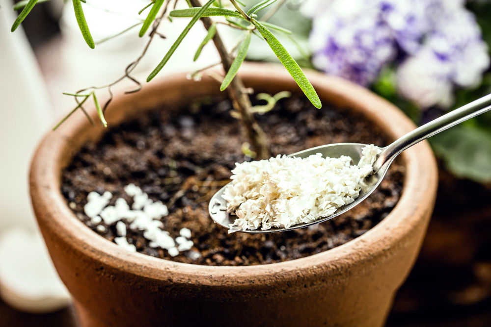 spoon-with-ground-eggshell-fertilizer-homemade-plant-smoothie