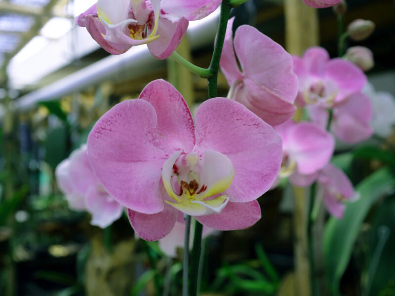 Orchid Flower Ornamental Plants Are Very Beautiful