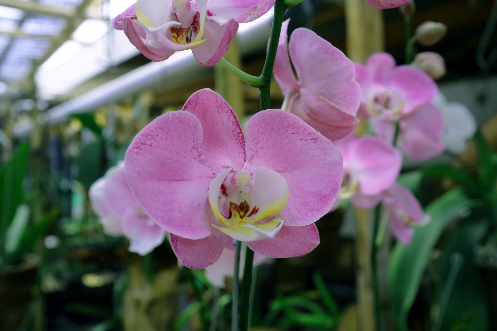 Orchid Flower Ornamental Plants Are Very Beautiful
