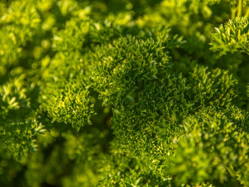 Background With Curly Parsley Leaves Garden