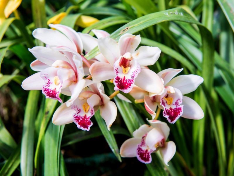 Blooming Orchid Flower Garden
