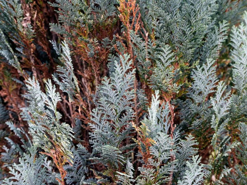 Blue Cypress From Cypress Family Close Up