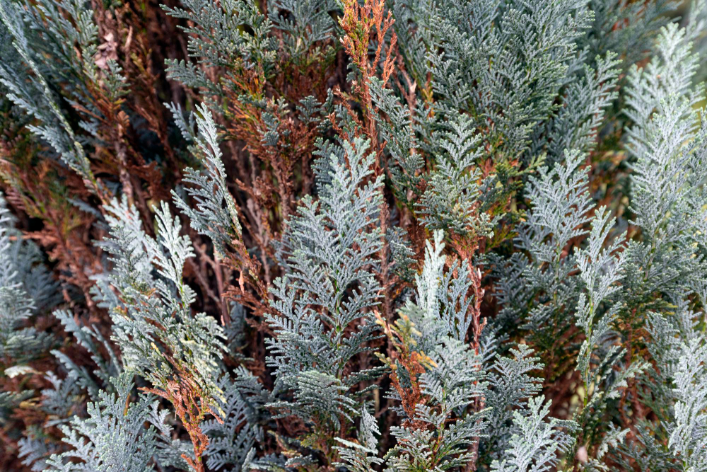 Blue Cypress From Cypress Family Close Up