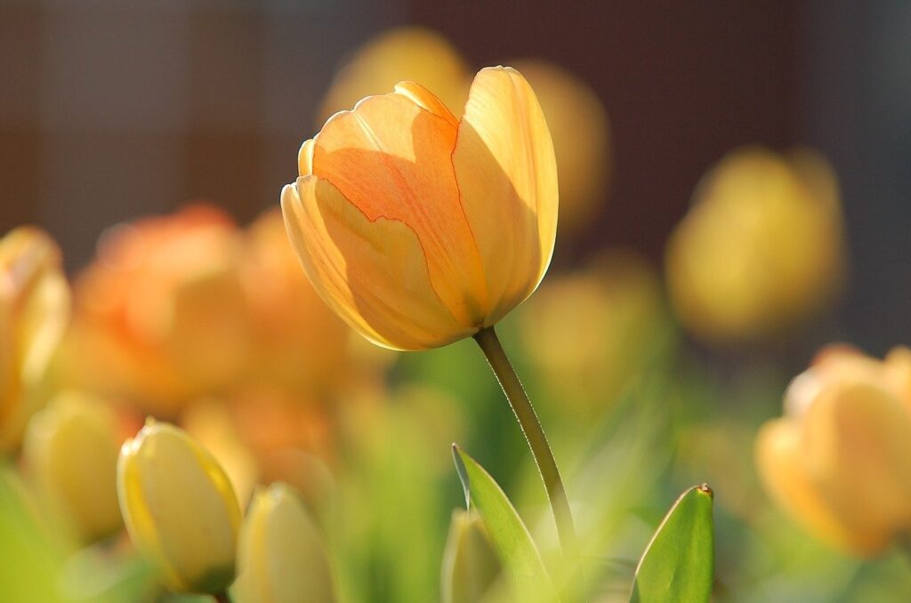 tulips-690320_1280