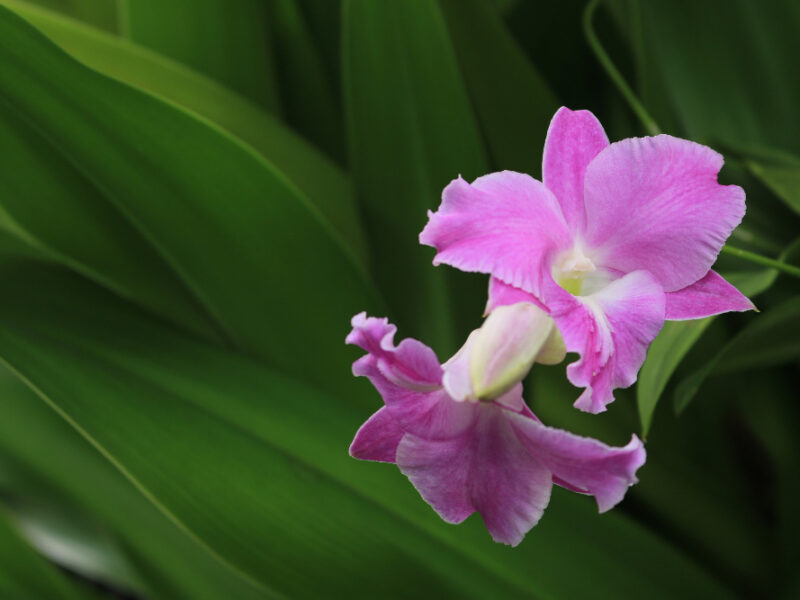 Pink Dendrobium Orchid Garden