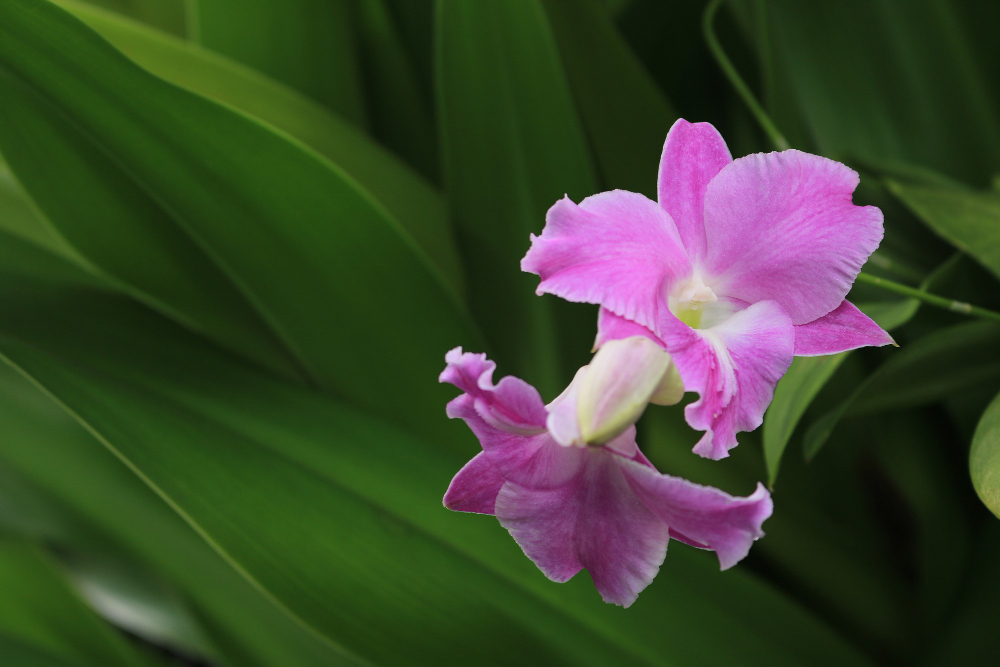 Pink Dendrobium Orchid Garden