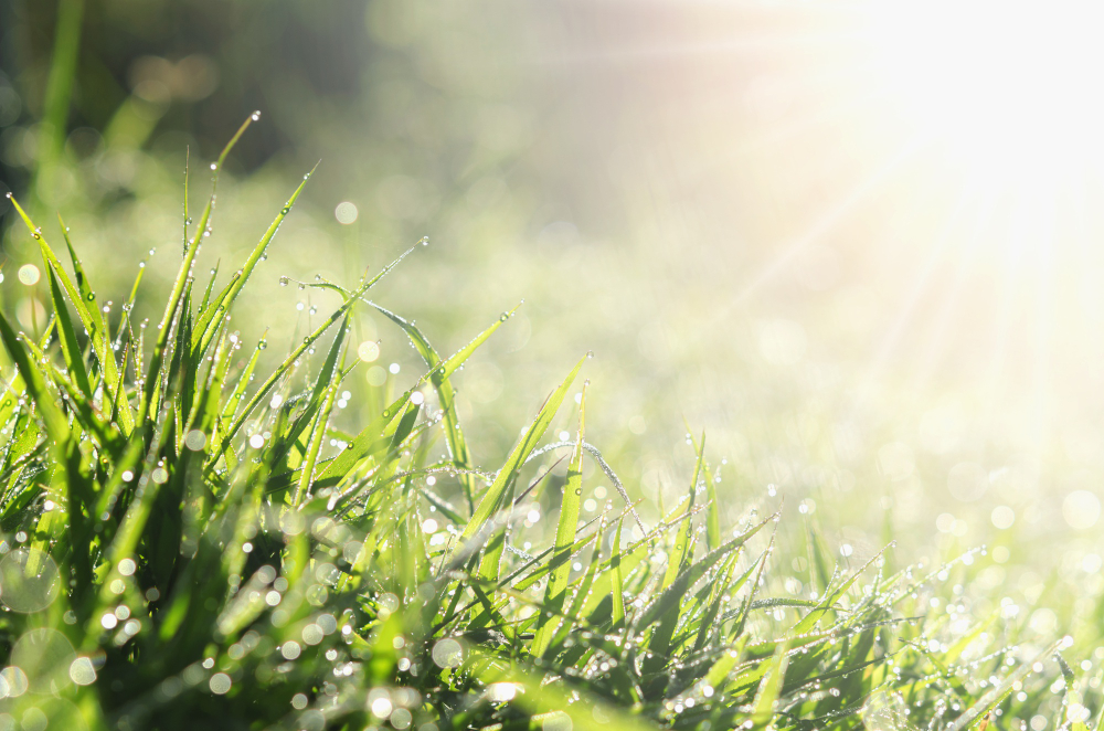 Close Up Fresh Spring Green Grass With Bokeh Dew Drop Sunlight Background