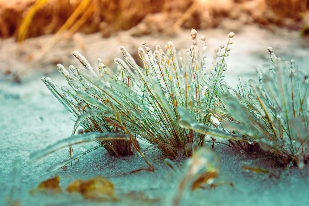 Icy Grass Winter After Freezing Rain Nature Winter Background