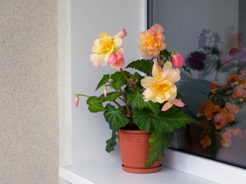 Lovely Tuberous Begonia Blooms Balcony Home Flowers Hobbies Lifestyle