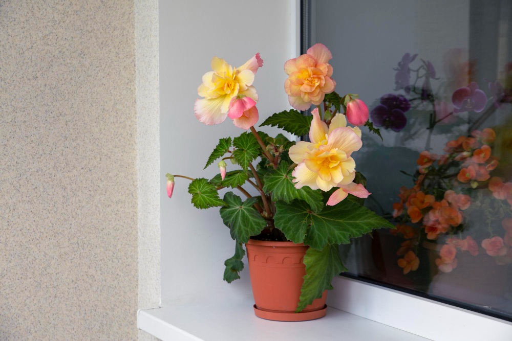 lovely-tuberous-begonia-blooms-balcony-home-flowers-hobbies-lifestyle