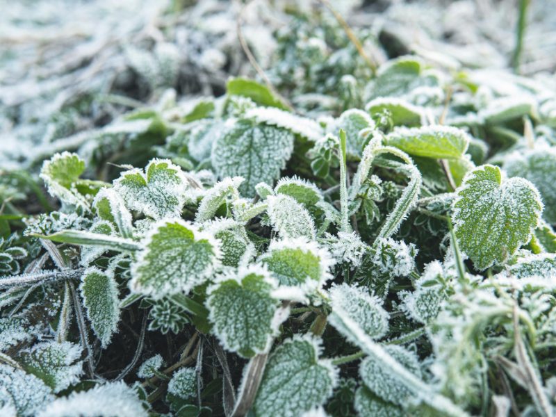 Closeup Frozen Grass After First Frost Winter